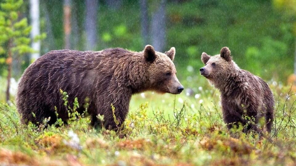 Zásahový tím odchytil a eutanázoval vo Vysokých Tatrách medveďa hnedého