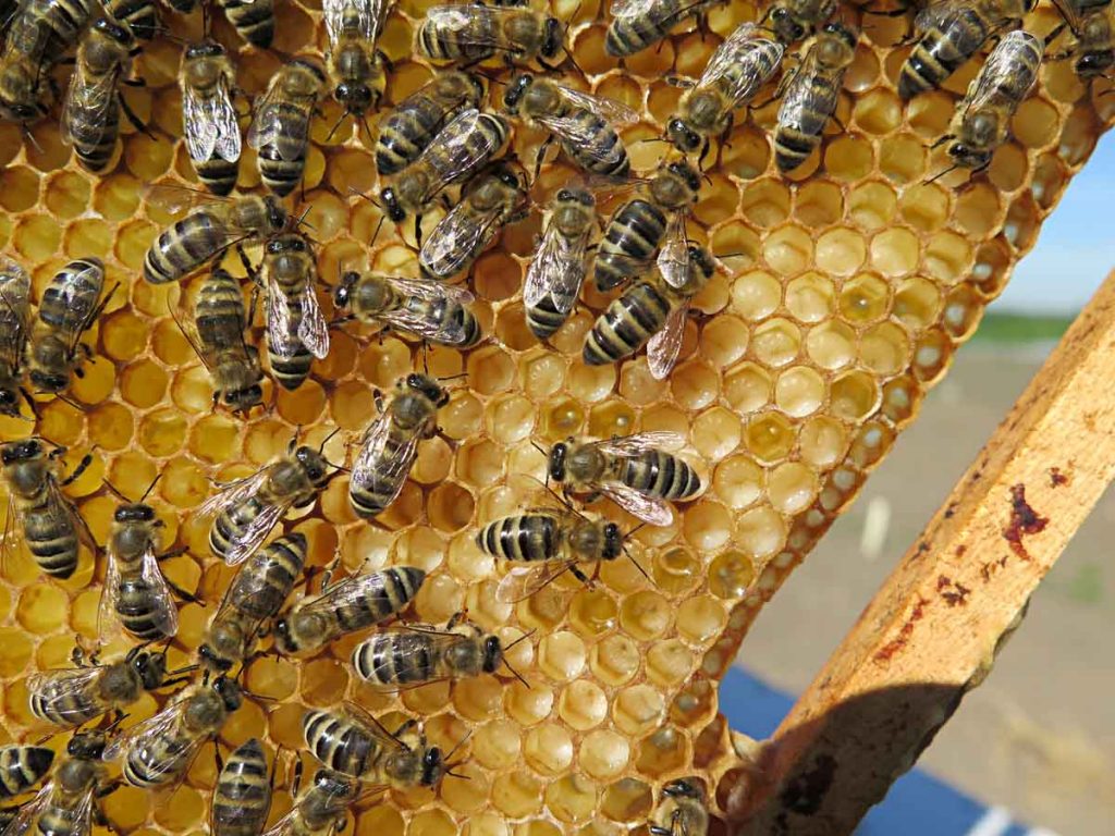 SaS: Slovenským včelárom a medárom pomôžeme zákonmi vyriešiť problémy