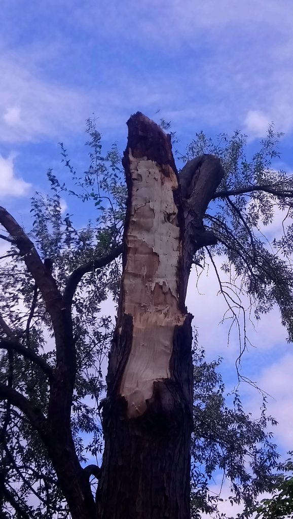 Sakurová alej na Chrenovej a staré stromy: Pozrite sa, ako to dnes vyzerá