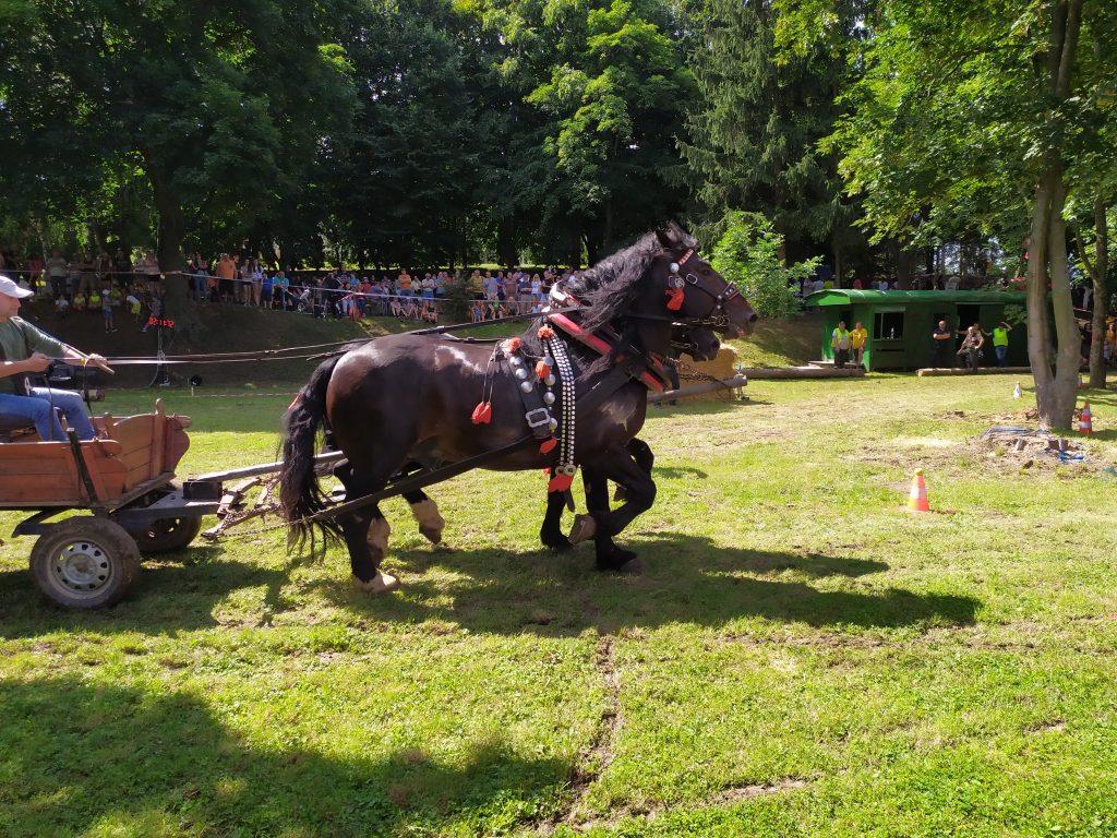 Alojz Pekarovič: Chcem pokračovať v tradícii mojich dedov, pretože obaja robili s koňmi (foto)