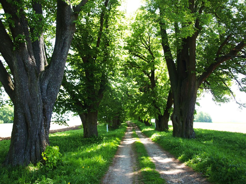 Nitra: Pripravuje rozsiahle ošetrovanie a skontrolovanie stoviek stromov