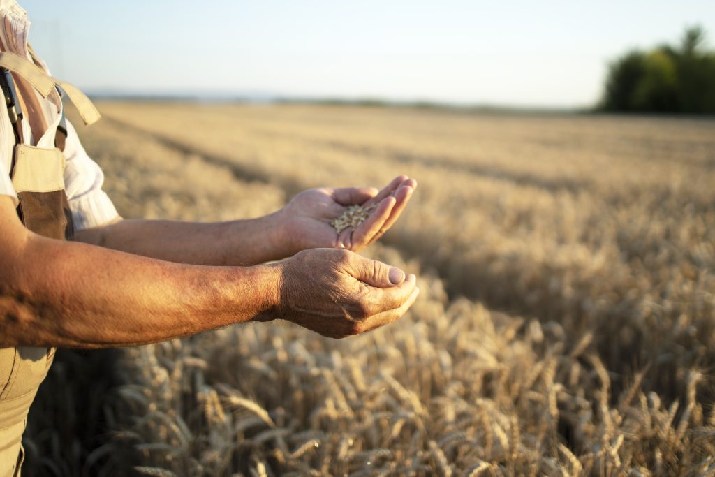 Hlas: Vláda musí vykúpiť milión ton slovenskej pšenice! POTREBUJEME zásoby