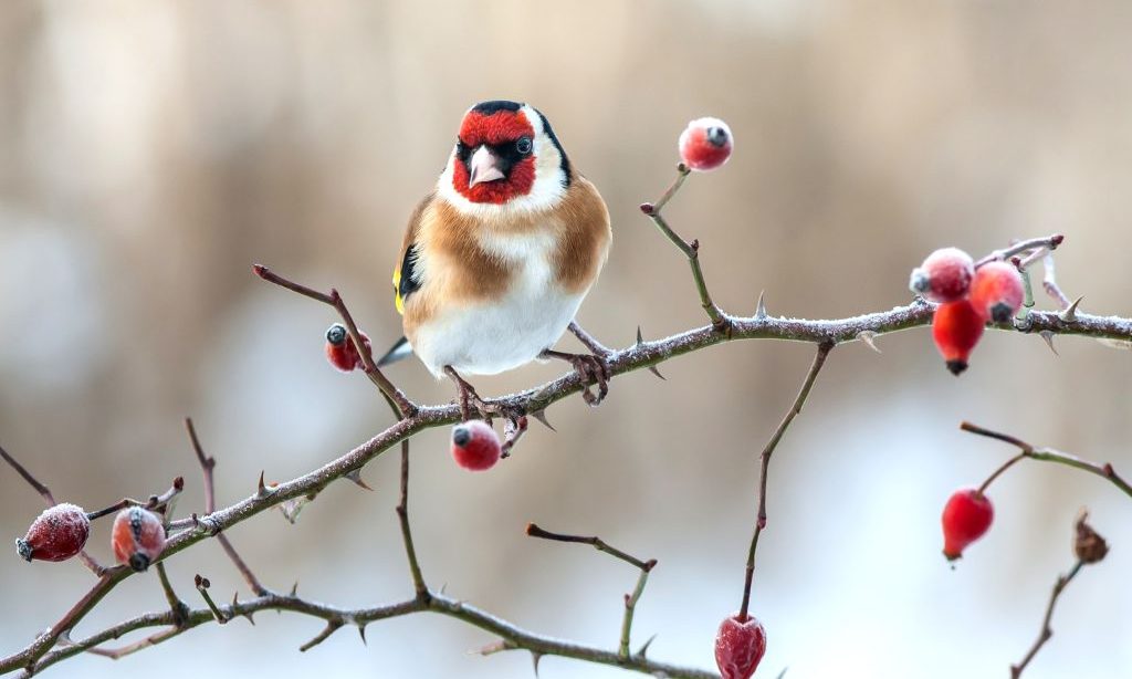Vtáky by sa počas zimy nemali prikrmovať ľudskými potravinami