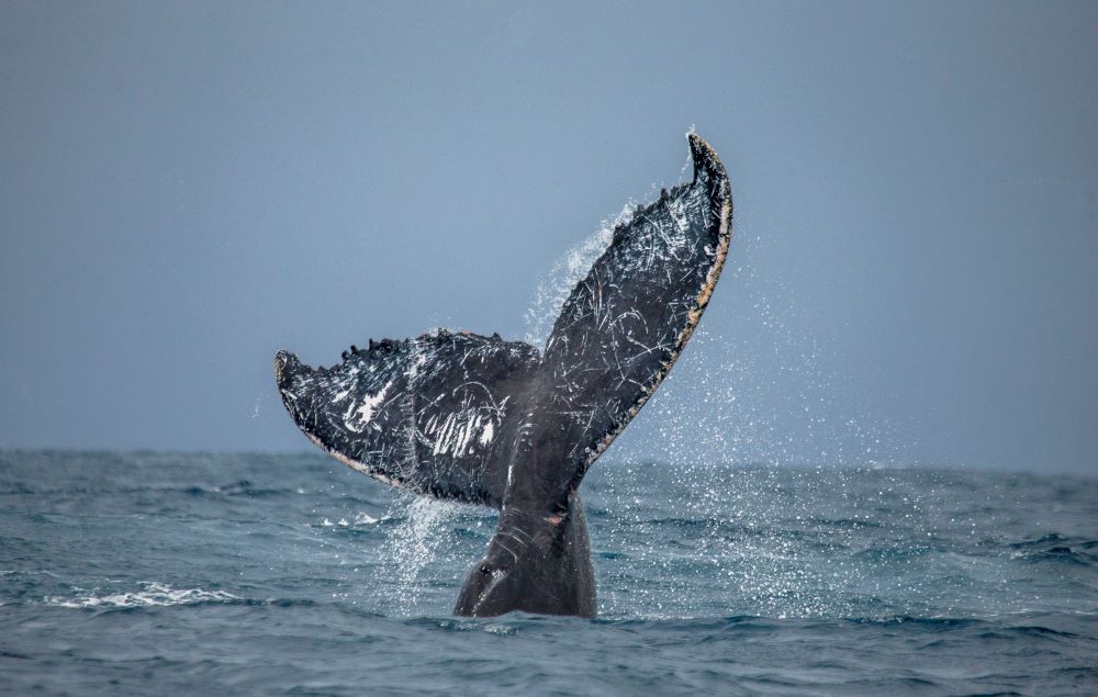 Zranená veľryba z aténskej pláže sa vrátila na otvorené more