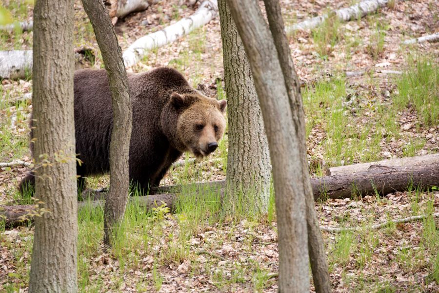 Medveď pri stretnutí s človekom nemusí zaútočiť: Odborníci radia takúto obranu