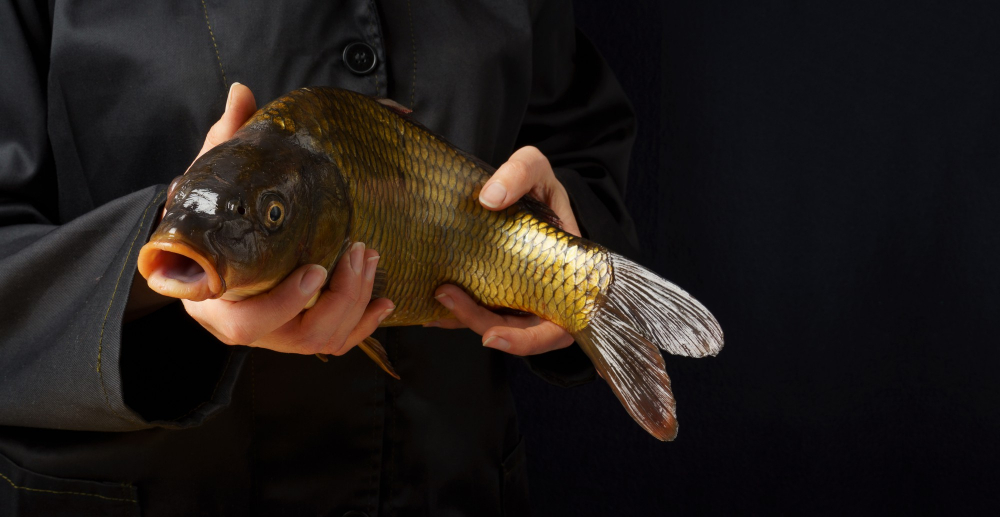 Kaprie peklo: Živú rybu už vo väčšine obchodných reťazcoch nekúpite