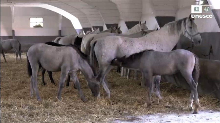 Národný žrebčín Topoľčianky: Chov koní plemena lipican v zozname UNESCO