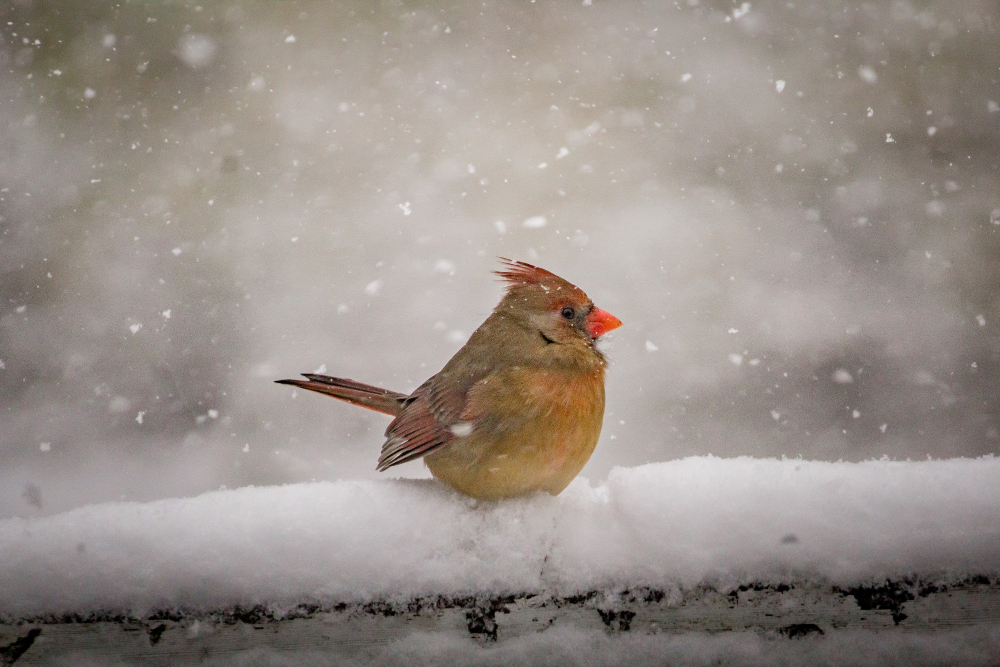 Pár užitočných rád, ako prikrmovať vtákov na zimu