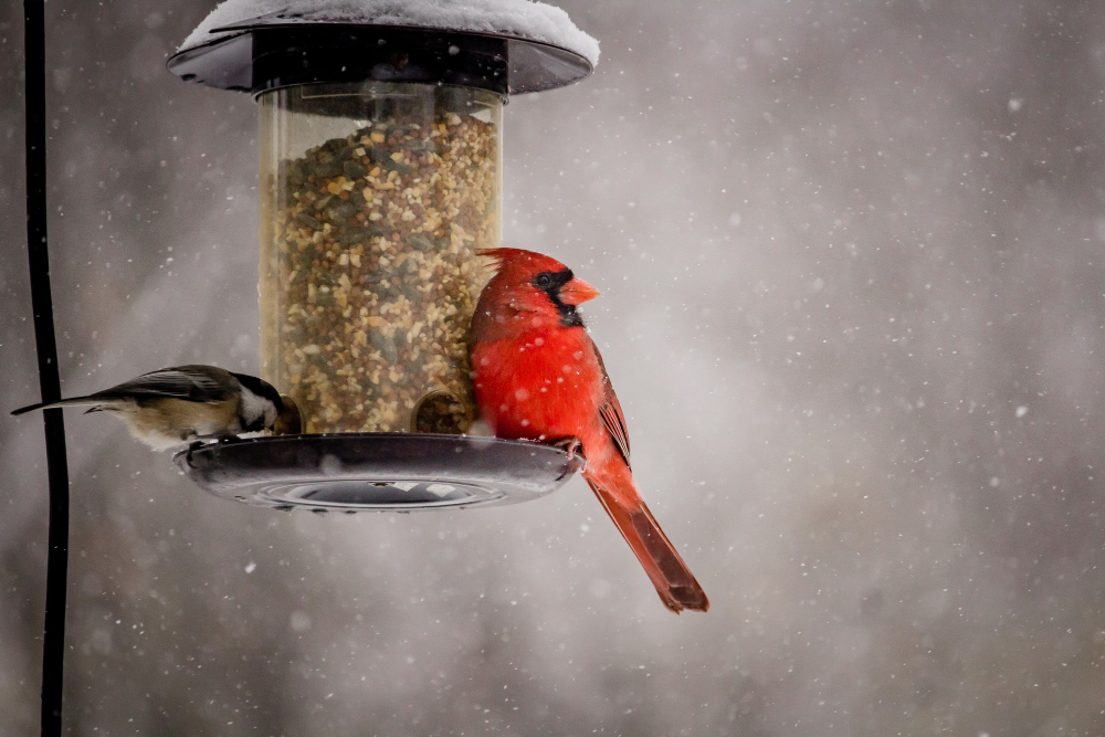 Pár užitočných rád, ako prikrmovať vtákov na zimu