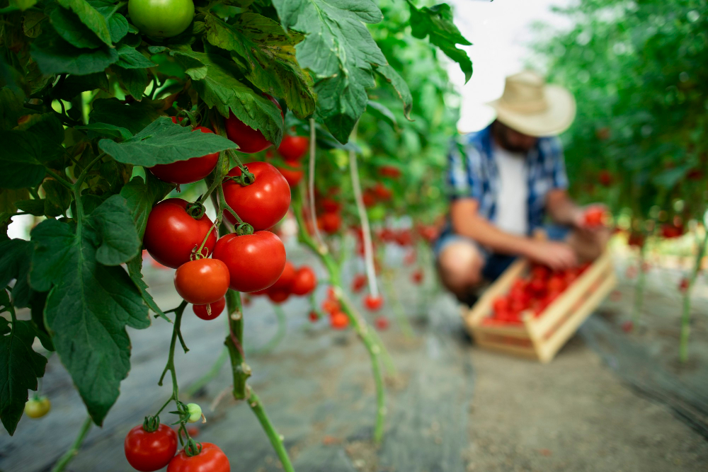 Farma BABINDOL má v LEVICIACH nový paradajkový skleník