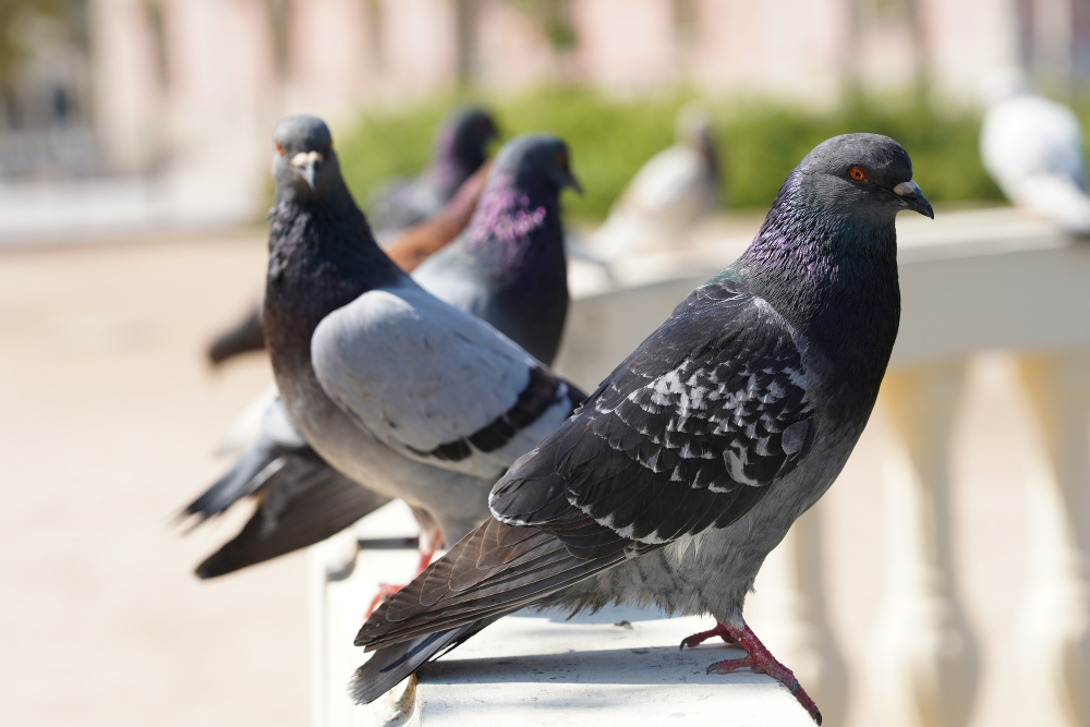 Šaľa: Odborníci odchytili do živolovných pascí STOVKY holubov