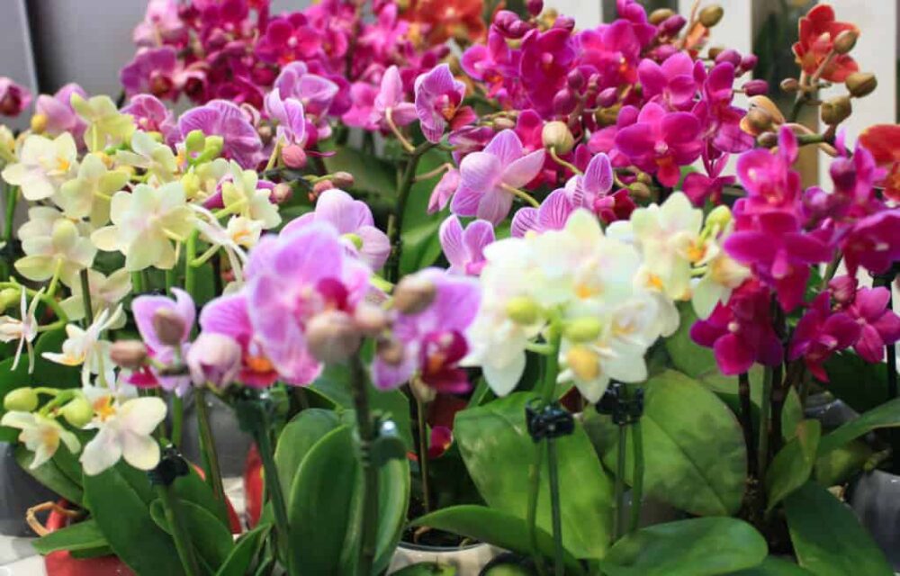Košice: Botanická záhrada UPJŠ opäť ponúka výstavu orchideí