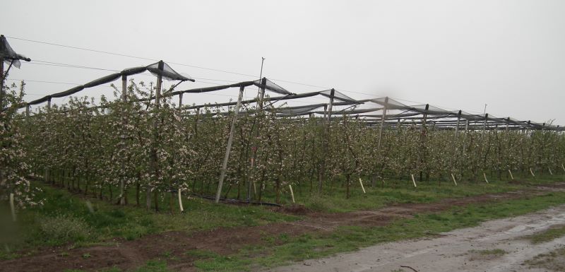 Prvé jarné mrazy narobili aj ovocinárom na juhu Slovenska poriadne škody. Môže to však byť ešte horšie...
