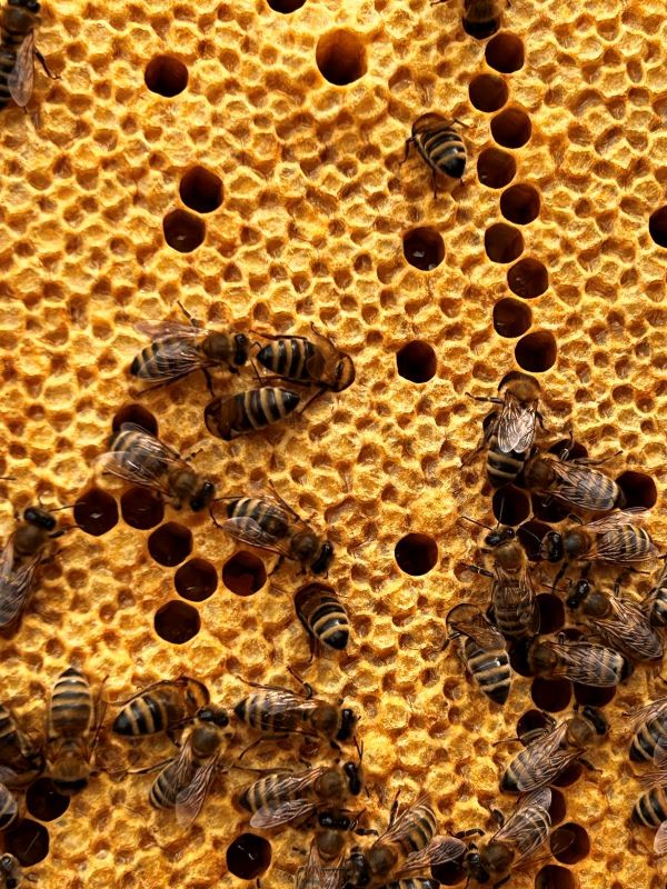Marcel POLIČKA: Ako začať chovať včely? Vlastný med je zaslúženou odmenou