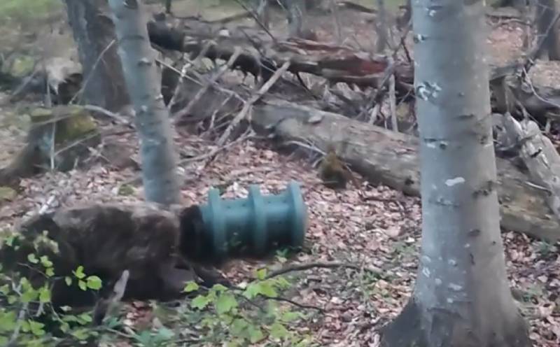 Ochranári zachránili medveďa s hlavou zaseknutou v kŕmnom valci