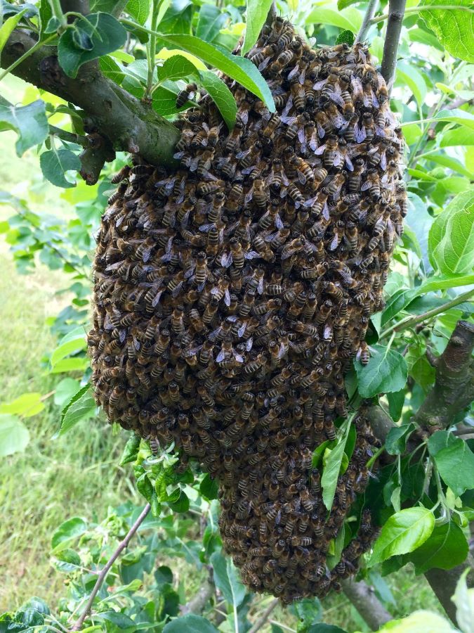 Tak toto sa len tak nevidí: Vyrojili sa včely (foto)