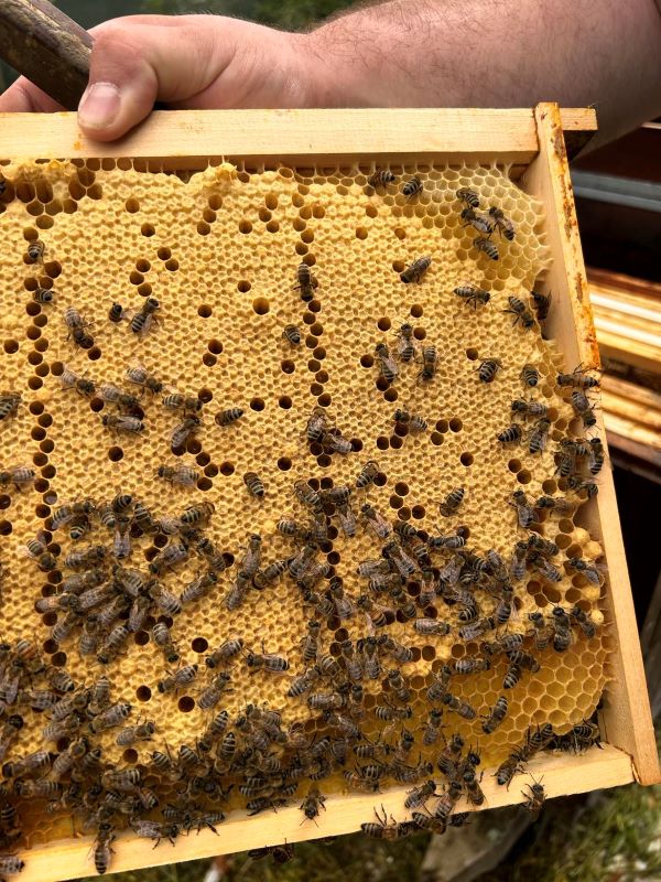 Marcel POLIČKA: Ako začať chovať včely? Vlastný med je zaslúženou odmenou