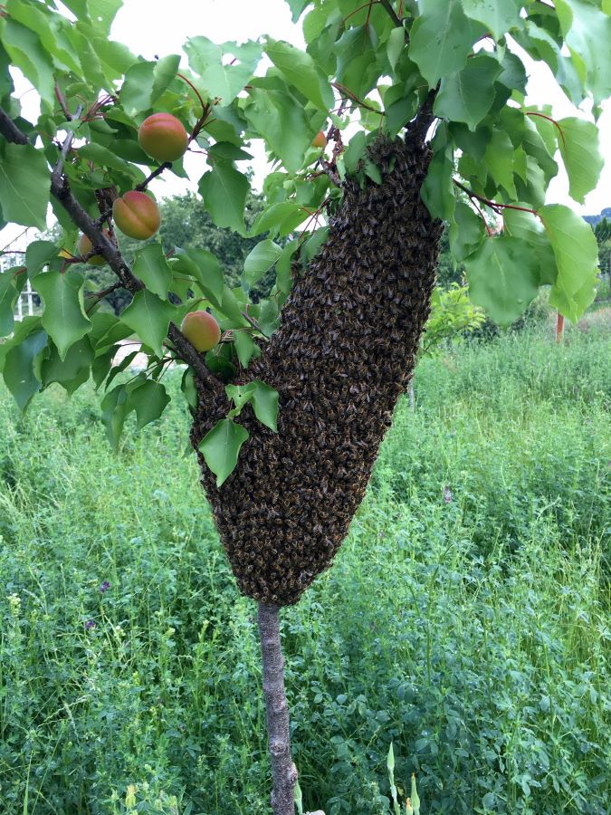 Tak toto sa len tak nevidí: Vyrojili sa včely (foto)
